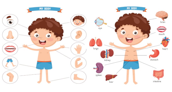 body parts vocabulary in Swedish