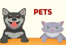 pets vocabulary in Swedish